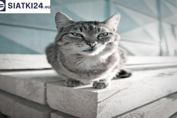 Siatki Ropczyce - Siatka na balkony dla kota i zabezpieczenie dzieci dla terenów Ropczyc